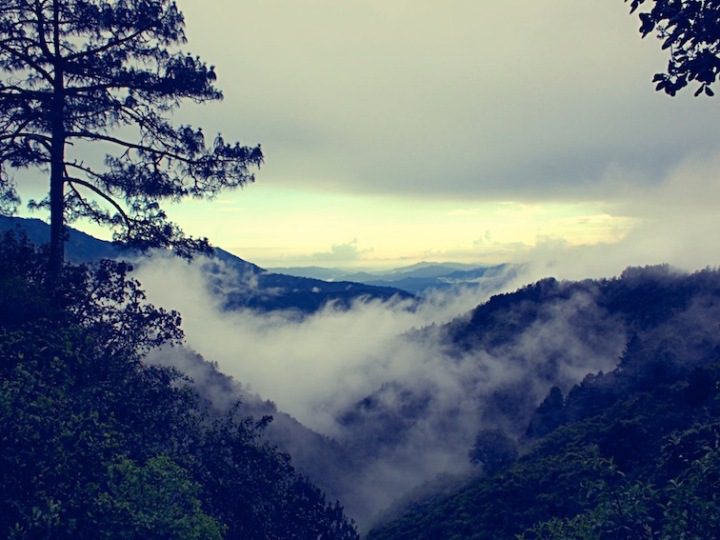 Mushrooms and Mist in San José del Pacífico – Lunaguava